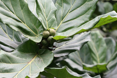 Ficus lyrata